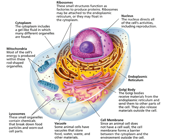Mr. Thorne's Life Science Classes: Lesson Plan Oct.1 to Oct. 5, 2007