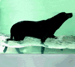 [treadmill3.gif]