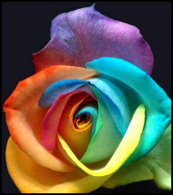 Rainbow Rose
