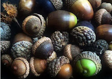 Acorns & oak trees...