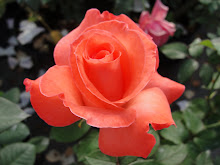 Buy Touch of Class Rose Bush