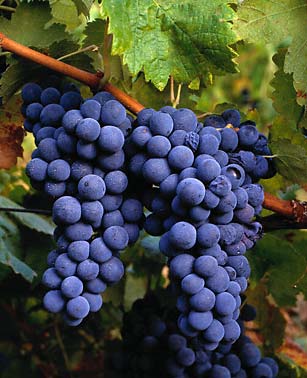[Uvas2.jpg]