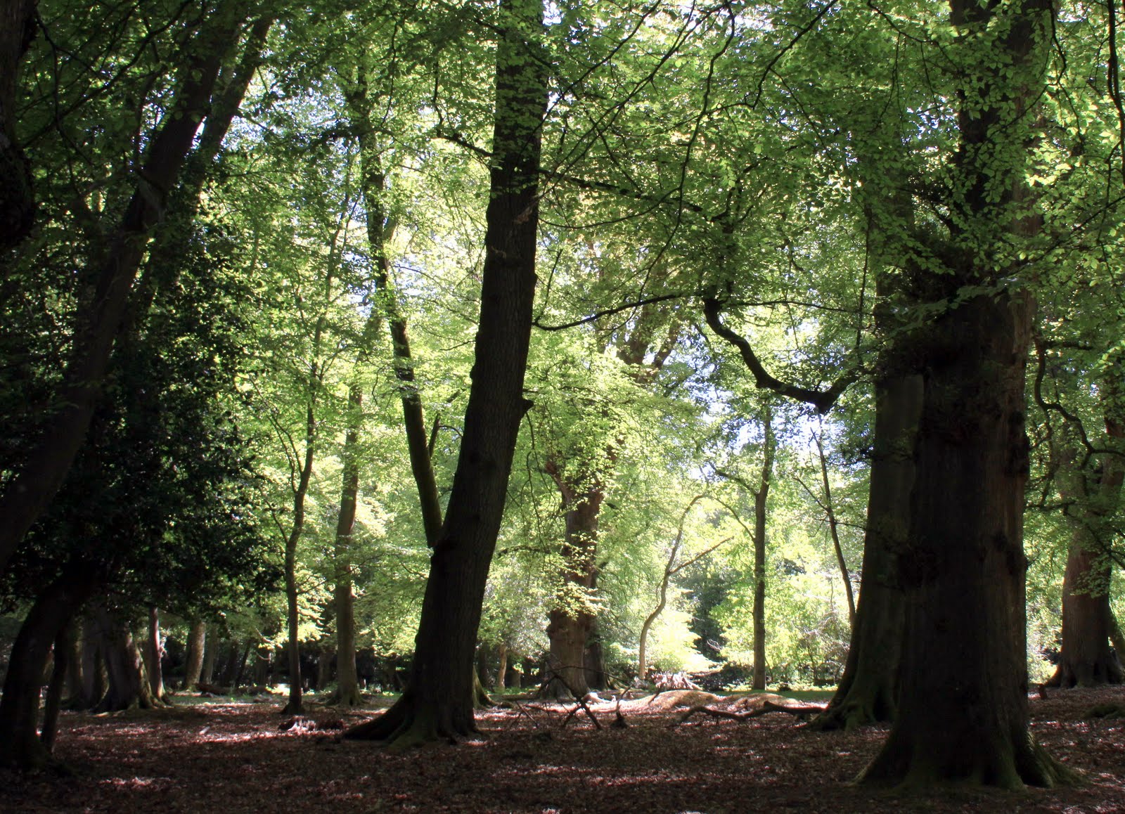 Wildlife Wanderings Our newest national park The New Forest