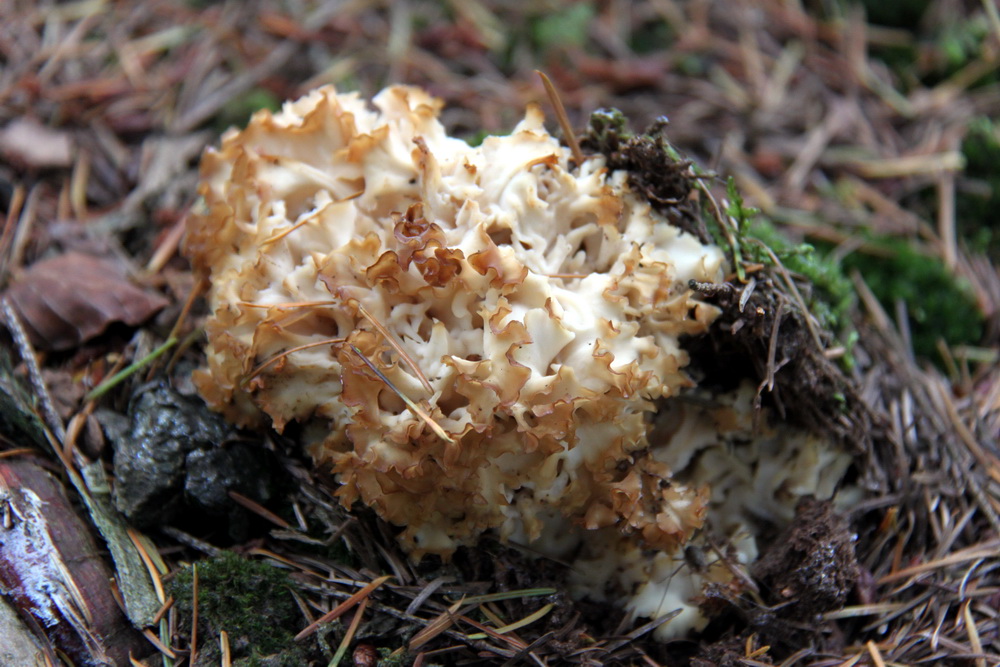 Wildlife Wanderings Fungi, pigs, deer and sunshine