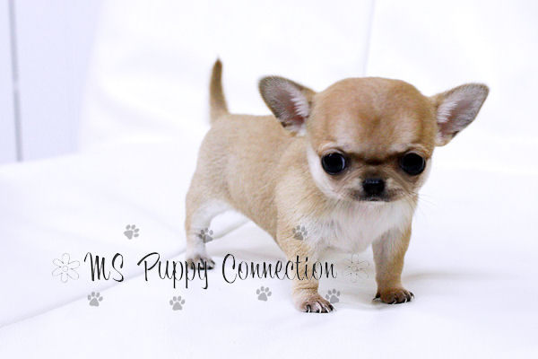 chihuahua puppies for sale ny new york teacup puppies for sale chihuahua puppies new york chihuahua puppies for sale ny new york teacup puppies for sale chihuahua puppies new york