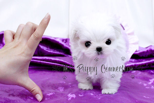maltese puppies for sale ny new york teacup puppies for sale maltese puppies new york maltese puppies for sale ny new york teacup puppies for sale maltese puppies new york