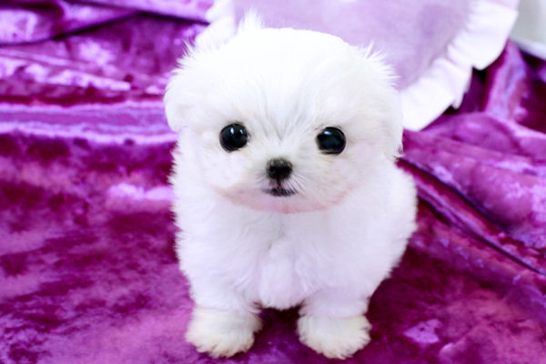 New York Teacup Puppies For Sale: Maltese Puppies New York