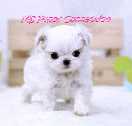 Teacup Maltese Puppies on With Any Questions Regarding Our Teacup Maltese Puppies For Sale In Ny