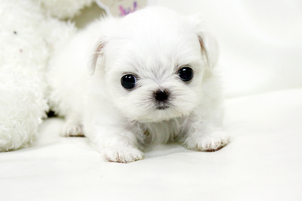 maltipoo puppies for sale in ny new york teacup puppies for sale maltese puppies new york maltipoo puppies for sale in ny new york teacup puppies for sale maltese puppies new york