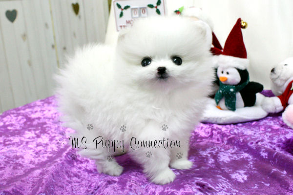 cheap pomeranian puppies for sale in louisiana white pomeranian puppies for sale in cheap pomeranian puppies for sale in louisiana white pomeranian puppies for sale in