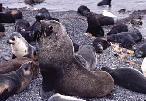 [Antarctic+Fur+Seal.JPG]