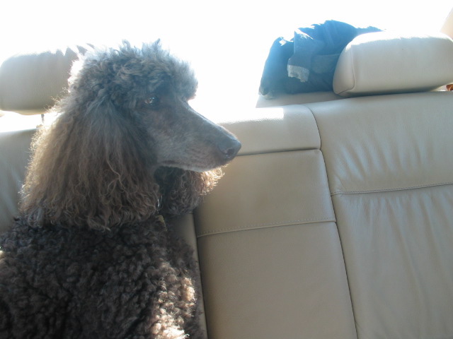 [pupcar.JPG]