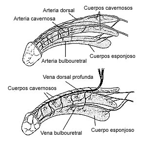 Impotencia Guía - Todo sobre la Impotencia.