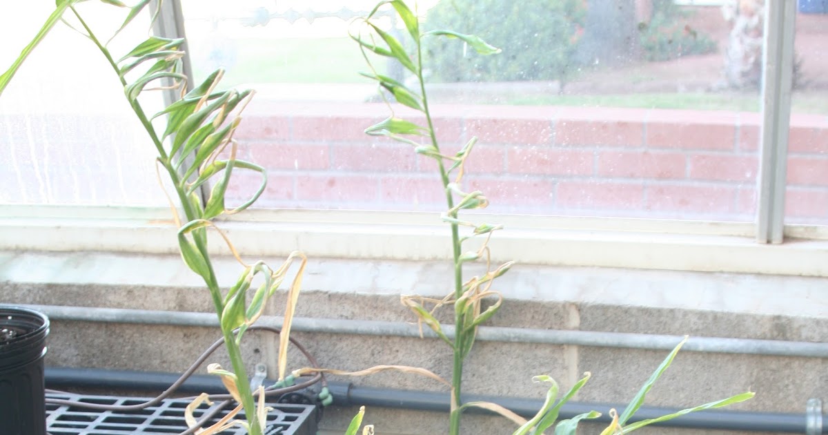 Practical Biology science for everyone Growing ginger in a microhabitat