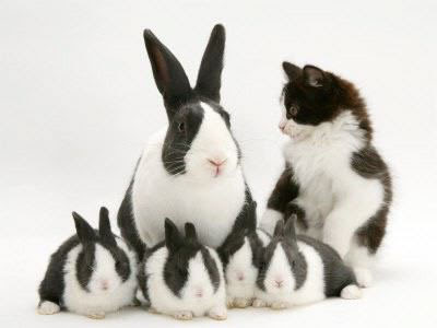 black and white female bunny Images black and white female bunny Images