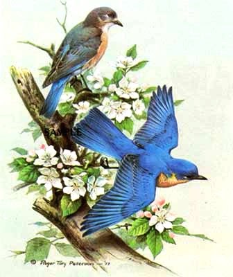 How To Build Peterson Bluebird House How To Build Peterson Bluebird House