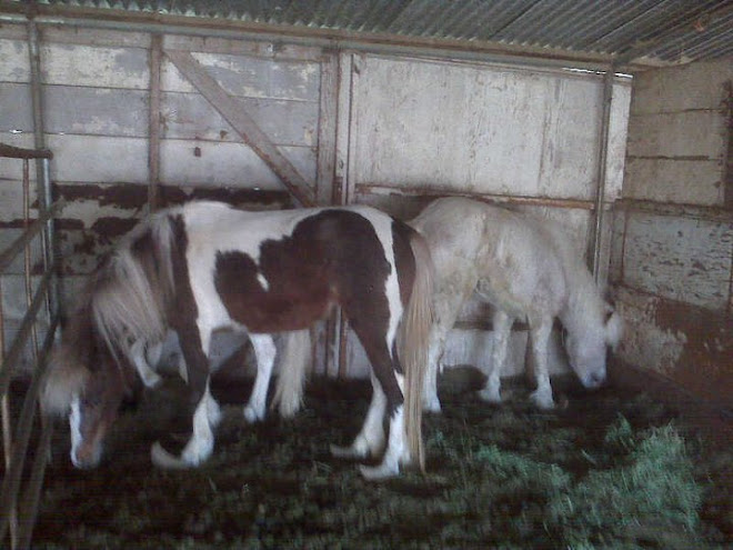 Keebler Ponies