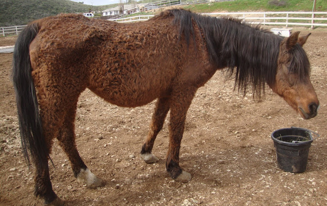 The Latest Arabian Rescue Mare