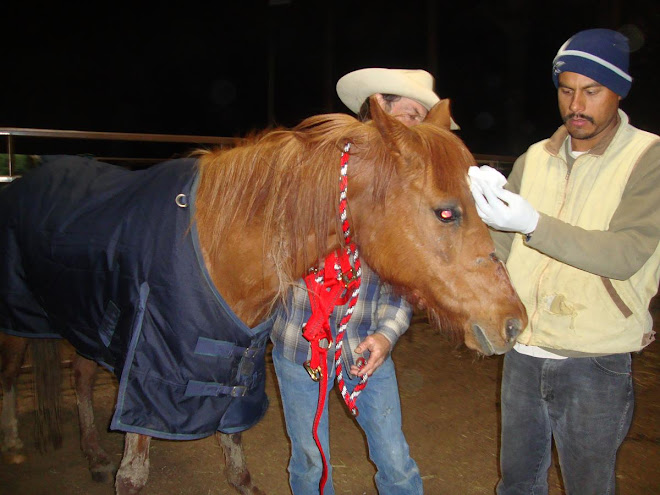 Pharoh Royal Rose getting care at Blue Apple Ranch