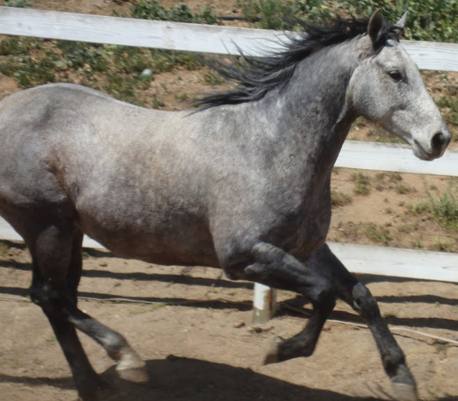 San "Tejon" Tego Rey, King bred reg. quarter horse
