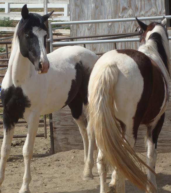 Cochise and Toby