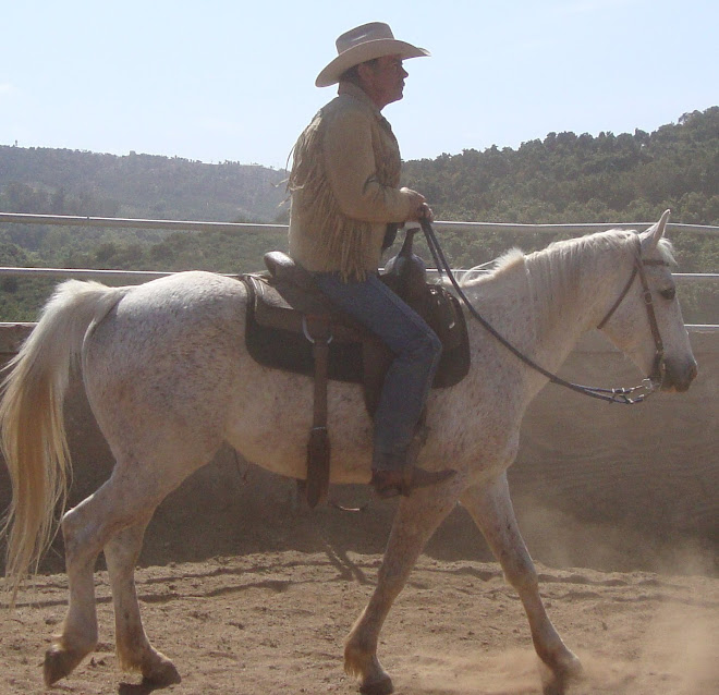 Superstar Nick under saddle and up for adoption