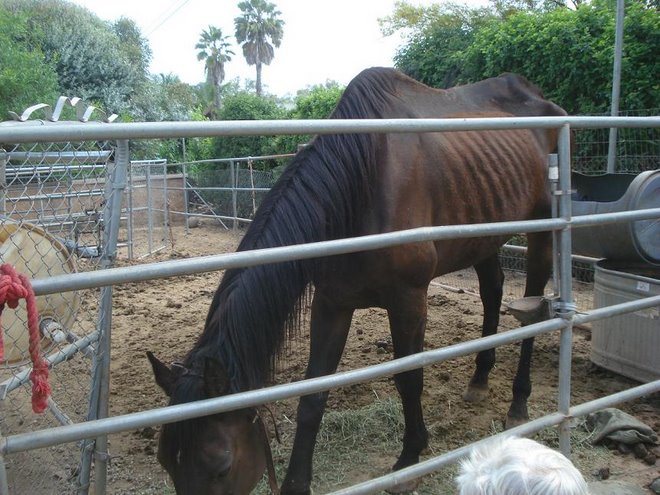 Special Case, Warmblood Rescue!