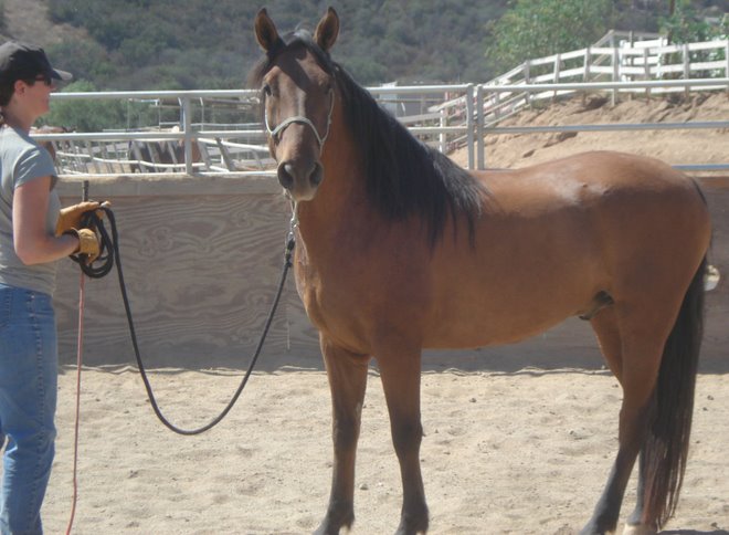 Legend, the magnificent mustang