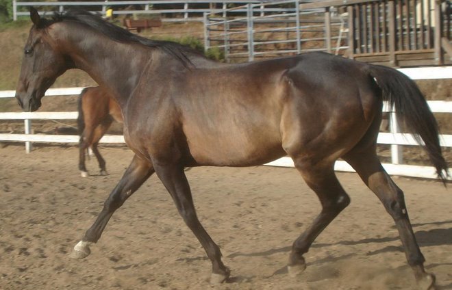 Tiger, 90 days after rescue