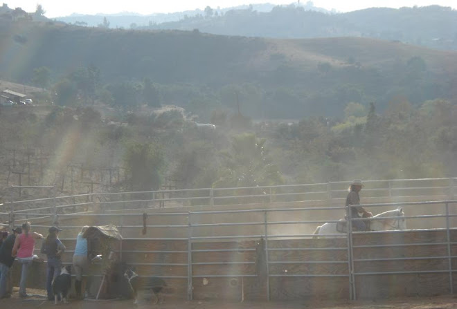 David working a horse in the roundpen
