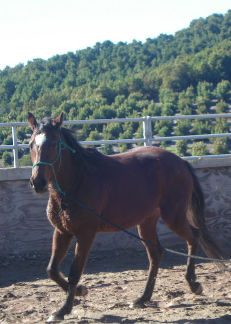 Jody, 4 yr old Thoroughbred mare