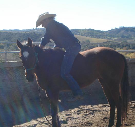 Jody, thoroughbred mare