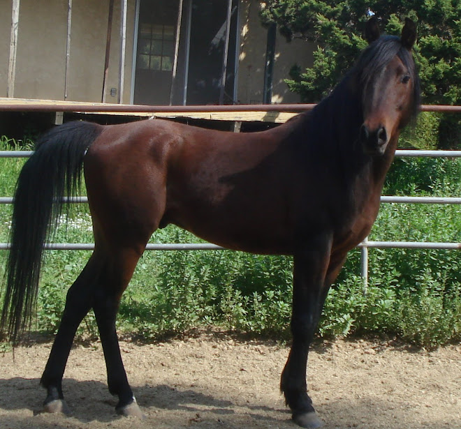 Arab stallion at his owners