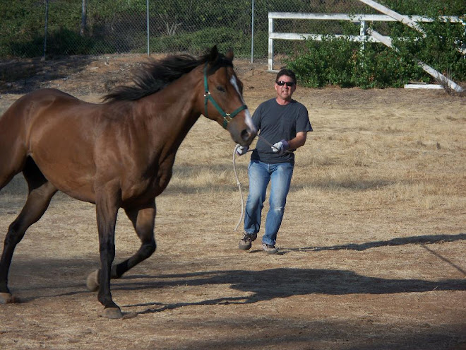 JoJo the 8 yr old thoroughbred gelding