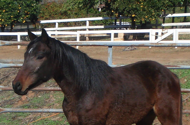 Chiron the thoroughbred gelding