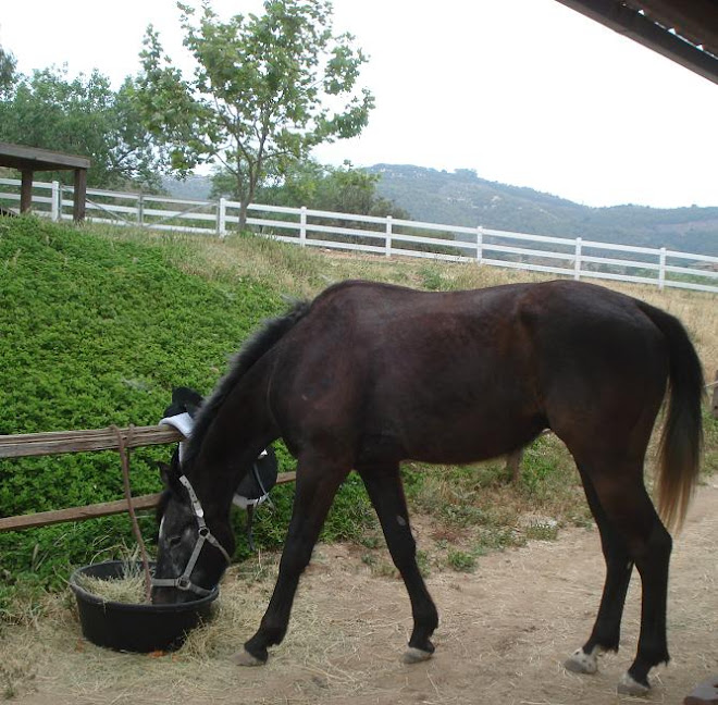 The handsome Baron after his ride