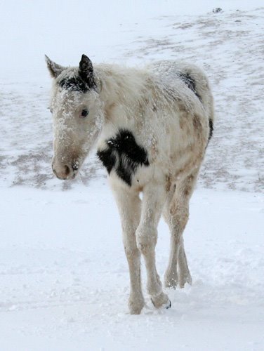 In the snow in Colorado