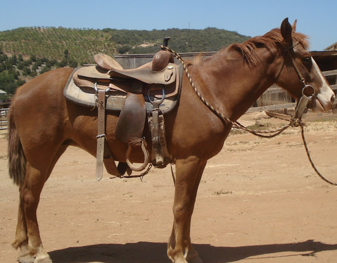 Sparkle the Mustang, newly adopted!