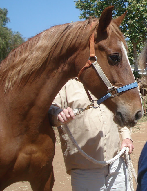 Amber, 14 yr old Tennessee Walking Horse mare