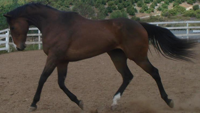 The New Thoroughbred