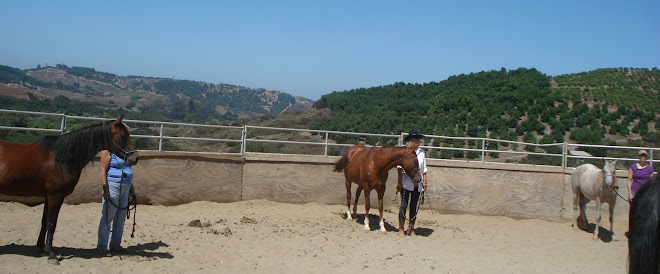 Monthly Horsemanship Class at FalconRidge