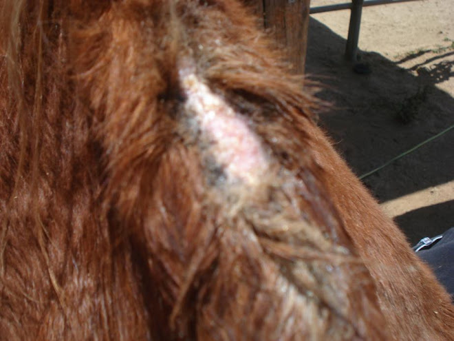 Sonny's wound on withers from poor saddle fit