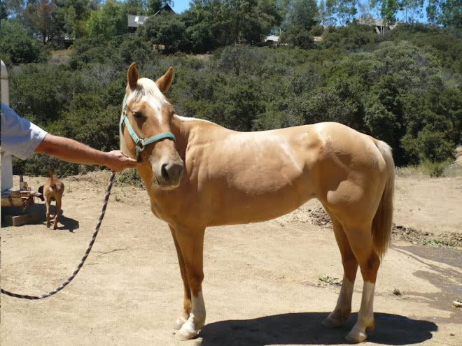 The Rearing Palomino Mare