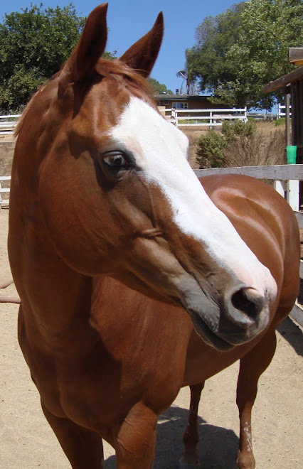 The Latest Rescue Mare Arrived Today