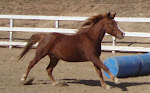 Nemo of Chincoteague