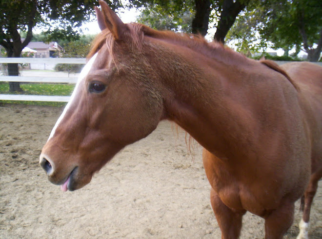 Breeding stock paint mare