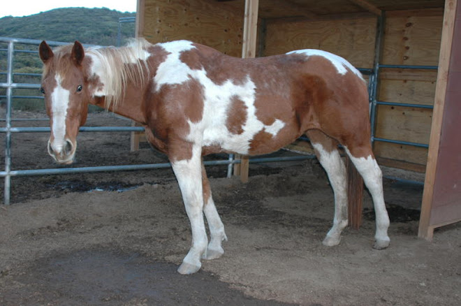 21 yr old paint mare