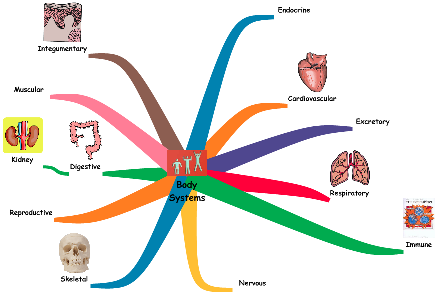 GenevieveN: Week 1 The body systems.
