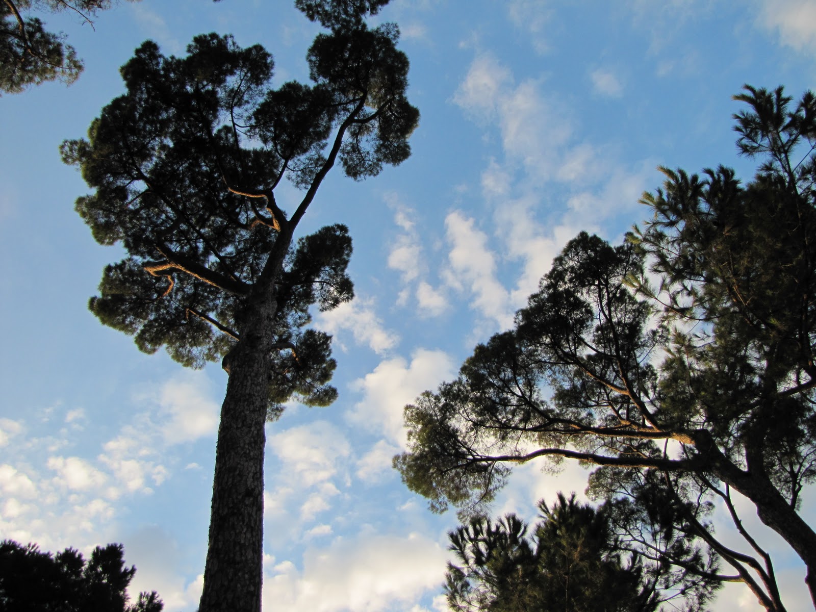 Rome, le temps d'un semestre Pins parasols
