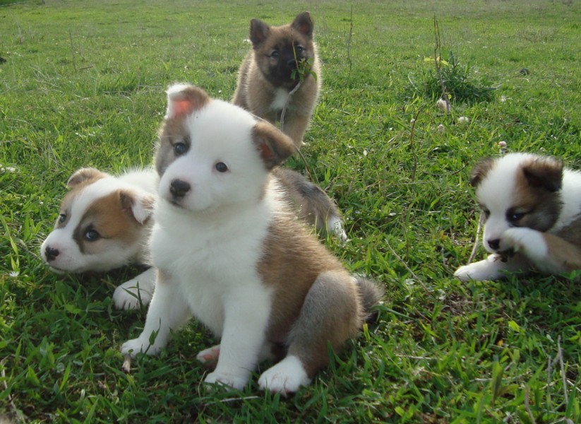 IcelandicSheepdogPuppies Icelandic Sheepdog Puppies enjoy sunshine in